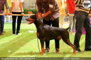 Pet Grooming in Ahmedabad Ahmedabad Dog Spa&grooming