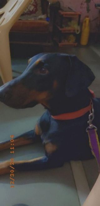 Pet Hotel Home Pet Boarding in Vastrapur, Ahmedabad, Ahmedabad