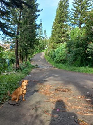 sius, Pet Walker in Kecamatan Cimenyan