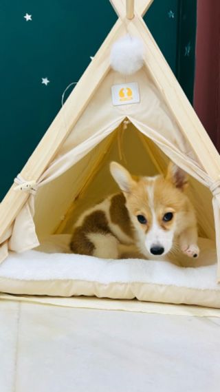 Pet Hotel Home Pet Boarding in Farlim, Ayer Itam Pe, Ayer Itam