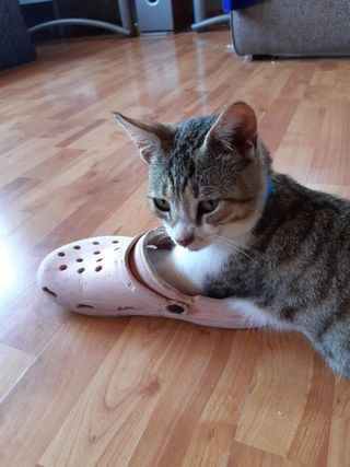 Pet Daycare in Any where, surroundi, Newlands East Snoopy's Pet