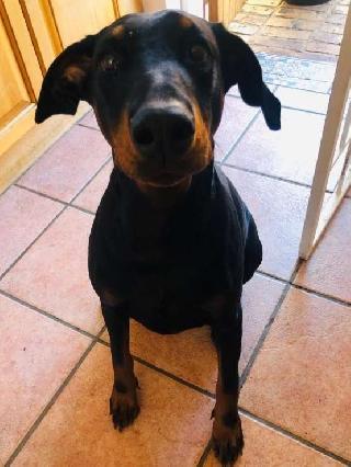 hound dog doggy daycare