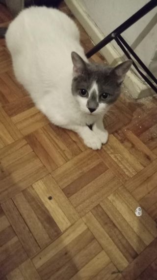 Pet Daycare in Araoz 1113, Buenos Aires Andy PetBacker