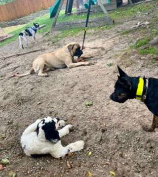 Pet Boarding in Binghamton, NY *****, Binghamton Binghamton, New