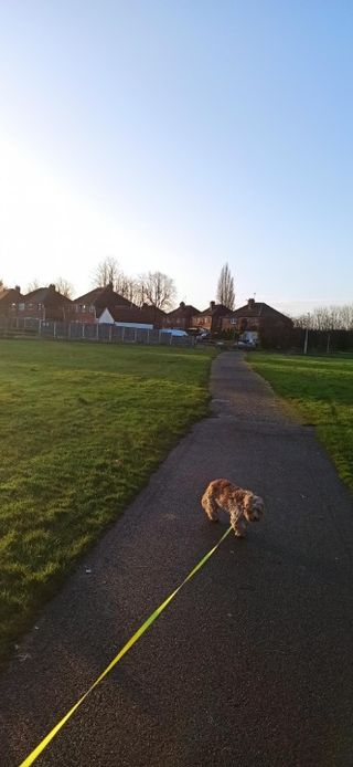 Dog Walking in Around CW1 CrossFit, Crewe Robert Crewe Dog Walk