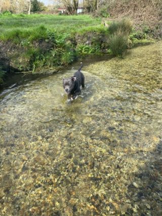 Dog Walking in Fletchers Lane, Chichester Freedom Walks