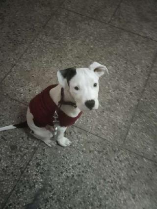 Pet Training in North West Moti Bagh, New Delhi Dog Trainer In