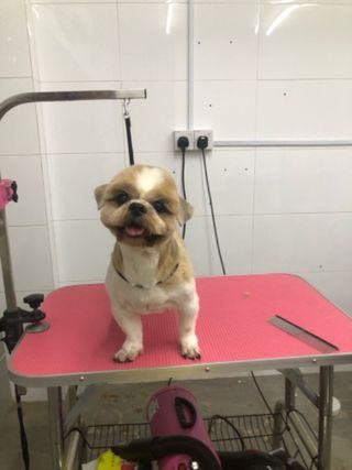 Kuala Lumpur K9 Pet Store Near Me Kuala Lumpur 24hr Animal