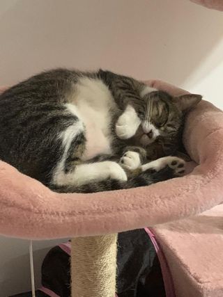 MiJa, Pet Sitter in Cyberjaya