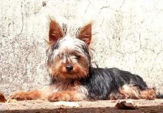 Adri, Pet Sitter in Pretoria