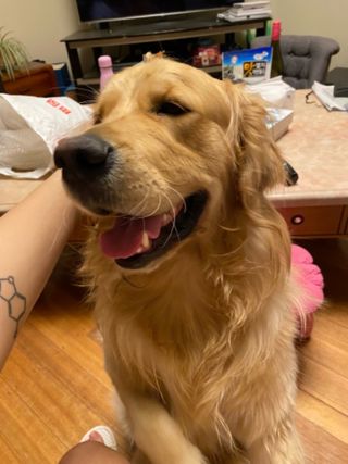 Pet Sitter in Balestier Singapore,, 1204 Anna's Pet Fix PetBacker