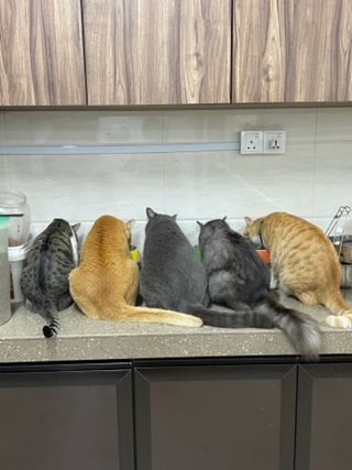 Pet Shop Places That Board Cats Near Me Pet Sitters Dog Walking