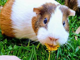 Pet Boarding in Victoria Street, Burwood Reliable And Caring