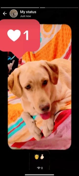 Pet Daycare in Padi, chennai, Chennai Sara Pet Care PetBacker