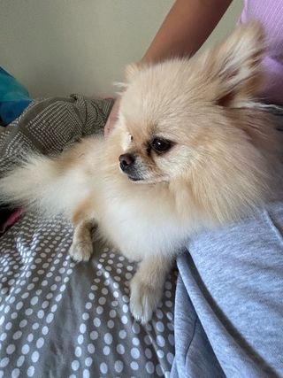 Pomeranian Puppy Sssniperwolf Beautiful Fluffy Pomeranian Puppies