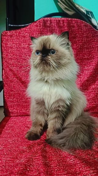 Pet Grooming in Kaval bysandra Rt na, Bengaluru Blessings Cats