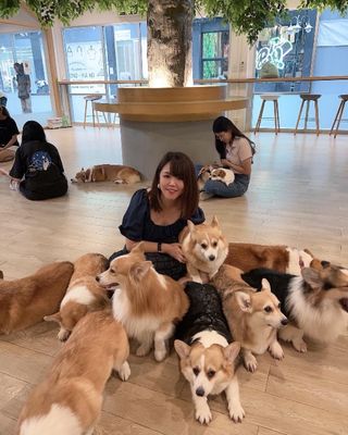 Dog Walker Happy Pawz Pet Services Pet Sitter In Stadtbezirk