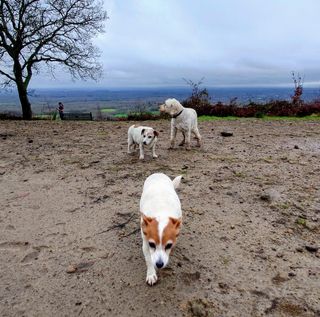 Dog Walking in Albury/Shere/Guildfo, Guildford GU9 Albury Dog