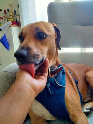 Dog Walking Pawsome Doggy Daycare Dog Walking In Moka