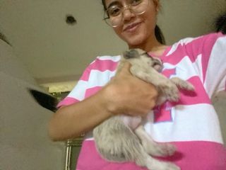 Pet Hotel Home Pet Boarding in Block 2, New Delhi Coco's' Lovie