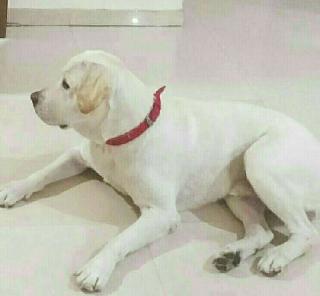 Ravi, Pet Boarder in Pernem