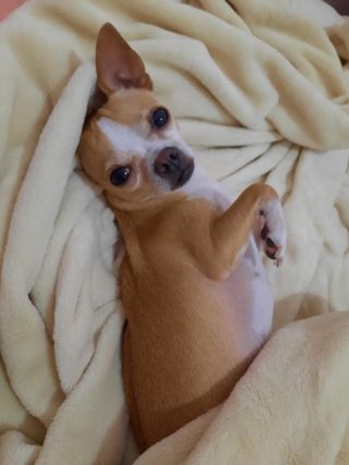 Graci98, Pet Sitter in San Pablo