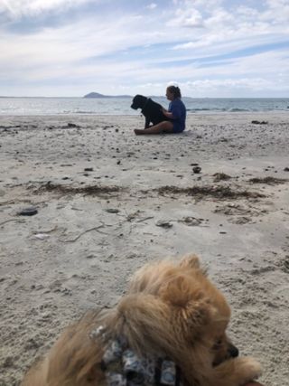 Pet Daycare in Swanson Street, Auckland Daisy's Daycare