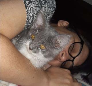 Cat Hotel Home Pet Boarding in Askari 11, Lahore Petfamily