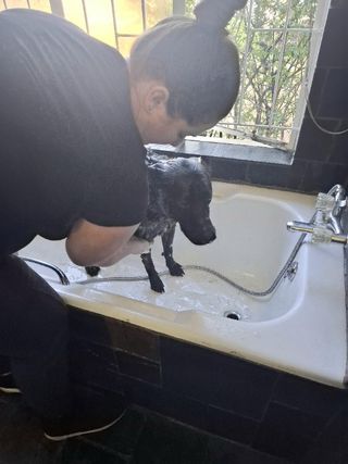 Dog Walking in Johannesburg, Randbu, Sandton 1-on-1 Dog Walking