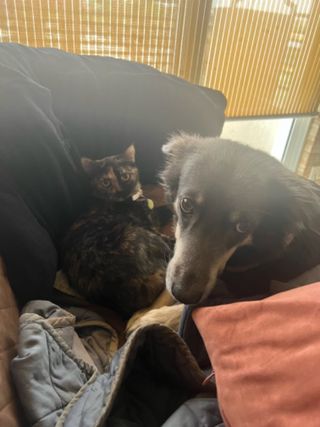 Pet Hotel Home Pet Boarding in BGC and Makati area, McKinley Hill