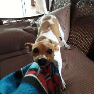 paul, Pet Sitter in Cape Town