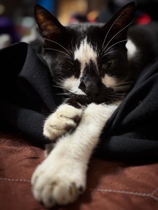 Cat Hotel Home Pet Boarding in Johor Bahru Taman Nu, Johor Bahru