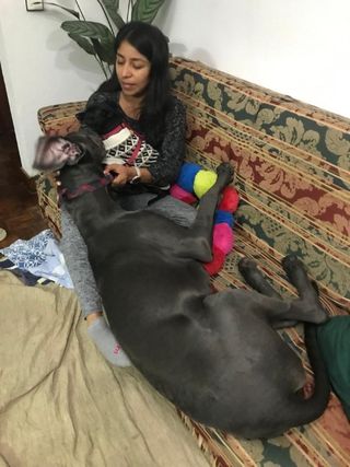 Pet Hotel Home Pet Boarding in Lisbon Lisboa Lu Inn Pet