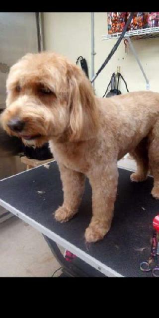 Dog, Cat Grooming in Bellmore Road, East Meadow Four Paws