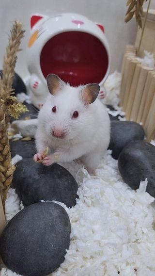 Pet Hotel Home Pet Boarding in Taman jurong, jurong, Jurong West