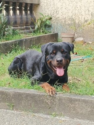 Quezon City Animal Veterinary Clinic Near Me Quezon City