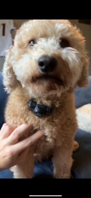 Pet Sitter in Maynard Place East, New Albany Brayden's Dog