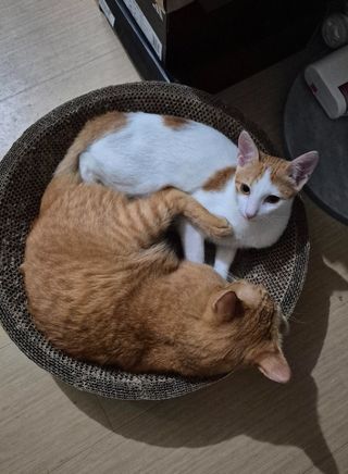 Cat Hotel Home Pet Boarding in Chromium, Muntinlupa 3M's Happy