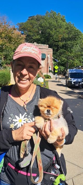 Melbourne Interesting Dog Walks Near Me Dog Walking In Malvern