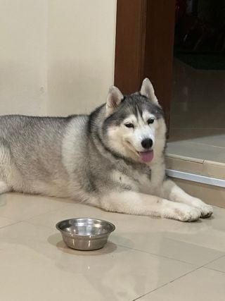 Pet Hotel Home Pet Boarding in Bandar Kinrara, Puch, Puchong