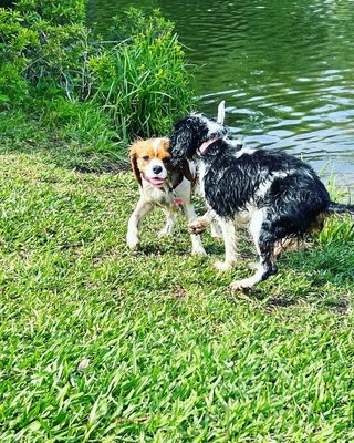 Pet Sitter in West Street, Guntersville Mollys Pet Sitting PetBacker