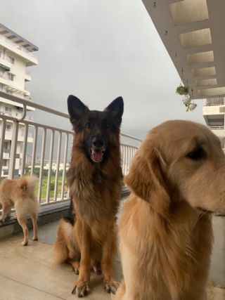 Hyderabad Free Adoption Of Dogs Near Me Small Dogs For Adoption