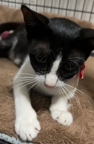 Purrpaws Cat Day Care