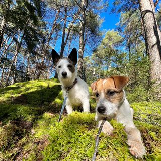 Pet Sitter in Dudelange Esch Belva, Esch-sur-Alzette Pet Sitting