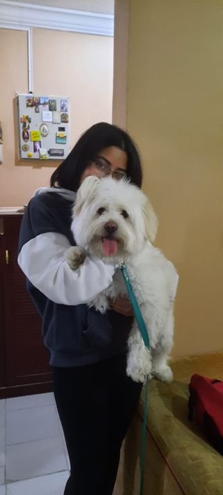 Pet Hotel Home Pet Boarding in Sulkhan Tsintsadze S, T Bilisi