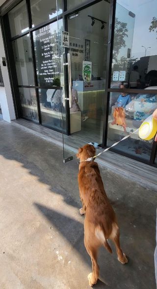 Pet Training in KL Basic Training, Balancing Strength