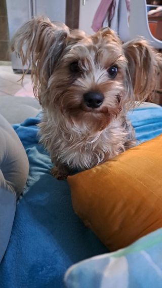 Dog Walking in Albertsdal or Bracke, Johannesburg Pine Avenue