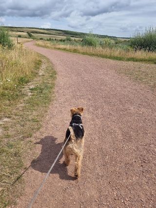 Pet Sitter in Preferred location: Barcelona Cat And Dog