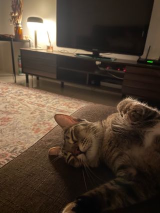 Pet Hotel Home Pet Boarding in Taman Kinding Flora, Tanjung