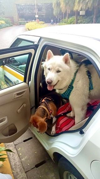 Pet Taxi Transport in Thane, Navi Mumbai, Mumbai Taxi For Paws